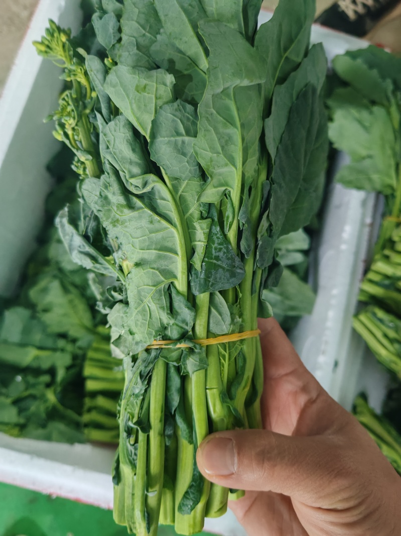 云南板蓝根青菜大量出货，冷链发全国