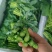 云南板蓝根青菜大量出货，冷链发全国