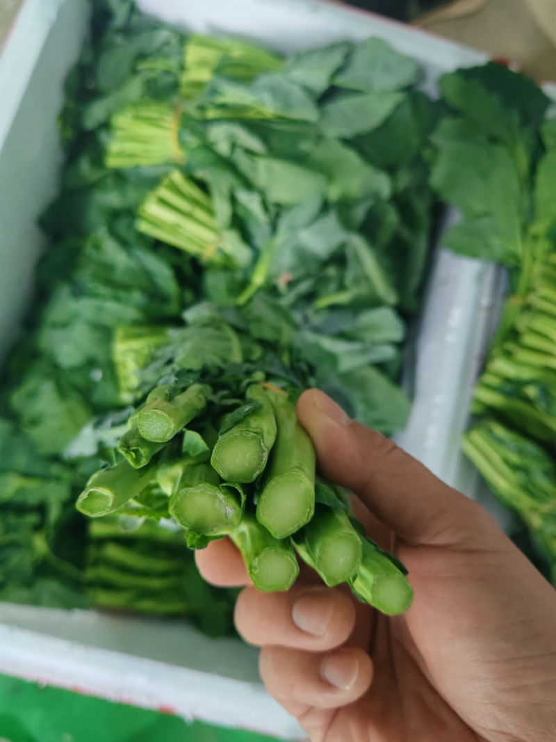 云南板蓝根青菜大量出货，冷链发全国