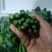 云南板蓝根青菜大量出货，冷链发全国
