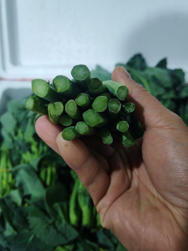 云南板蓝根青菜大量出货，冷链发全国