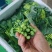 云南板蓝根青菜大量出货，冷链发全国