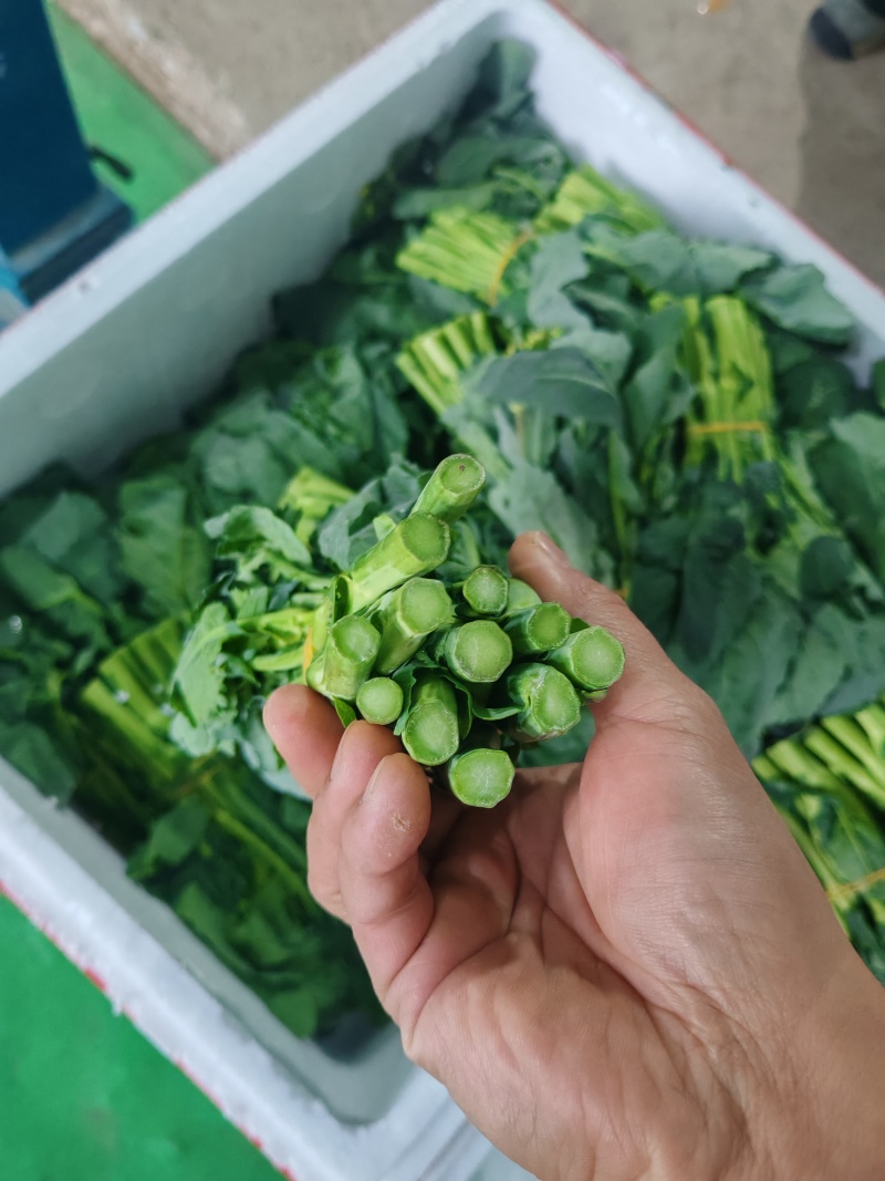 云南板蓝根青菜大量出货，冷链发全国