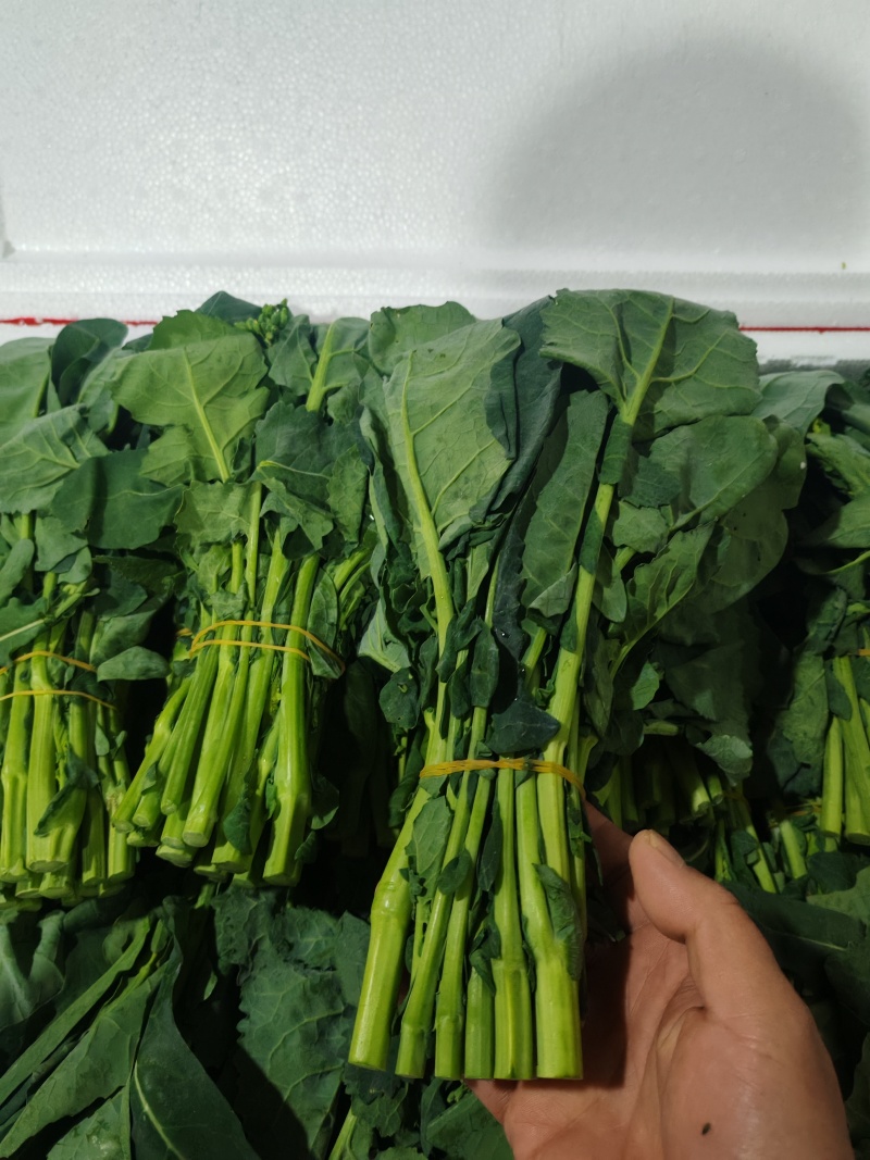 云南板蓝根青菜大量出货，冷链发全国