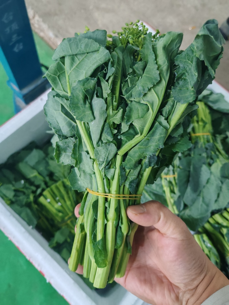 云南板蓝根青菜大量出货，冷链发全国