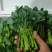 云南板蓝根青菜大量出货，冷链发全国