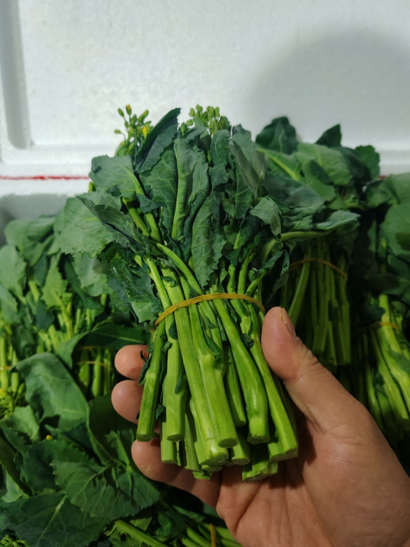 云南板蓝根青菜大量出货，冷链发全国