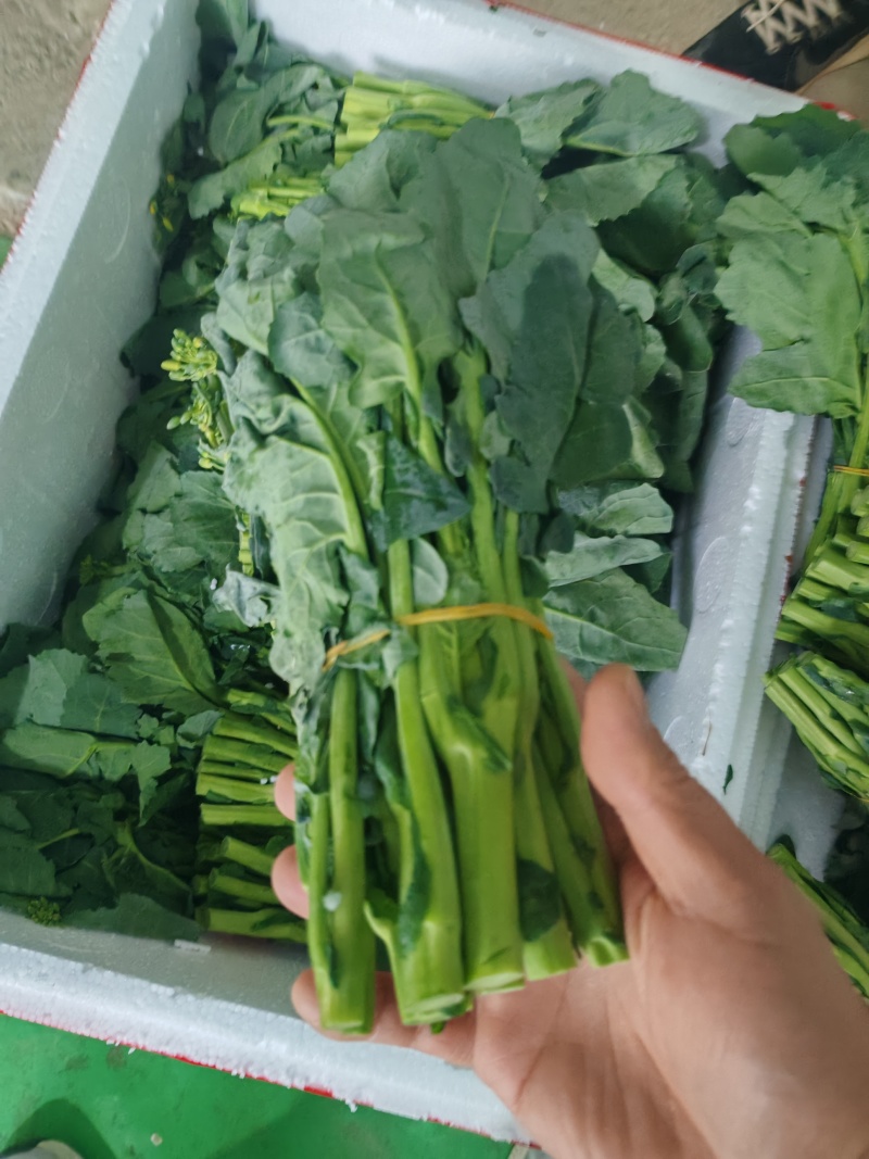 云南板蓝根青菜大量出货，冷链发全国