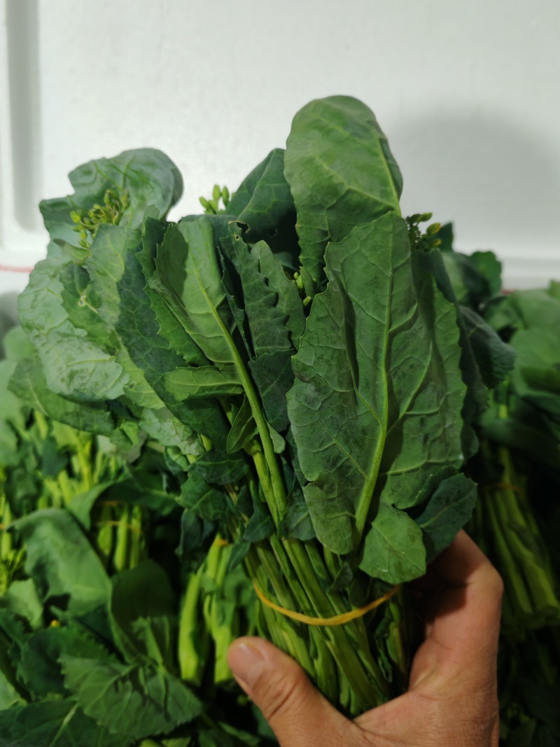 云南板蓝根青菜大量出货，冷链发全国