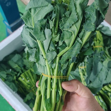 云南板蓝根青菜大量出货，冷链发全国