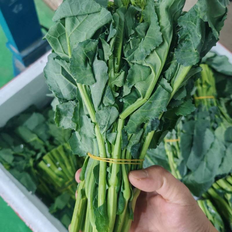 云南板蓝根青菜大量出货，冷链发全国