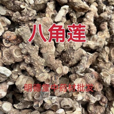 八角莲江边一碗水金魁莲八角连常年供应一手货源