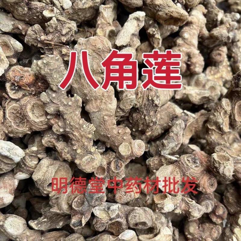 八角莲江边一碗水金魁莲八角连常年供应一手货源
