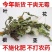 蒲公英中药材高品质正宗蒲公英保质保量