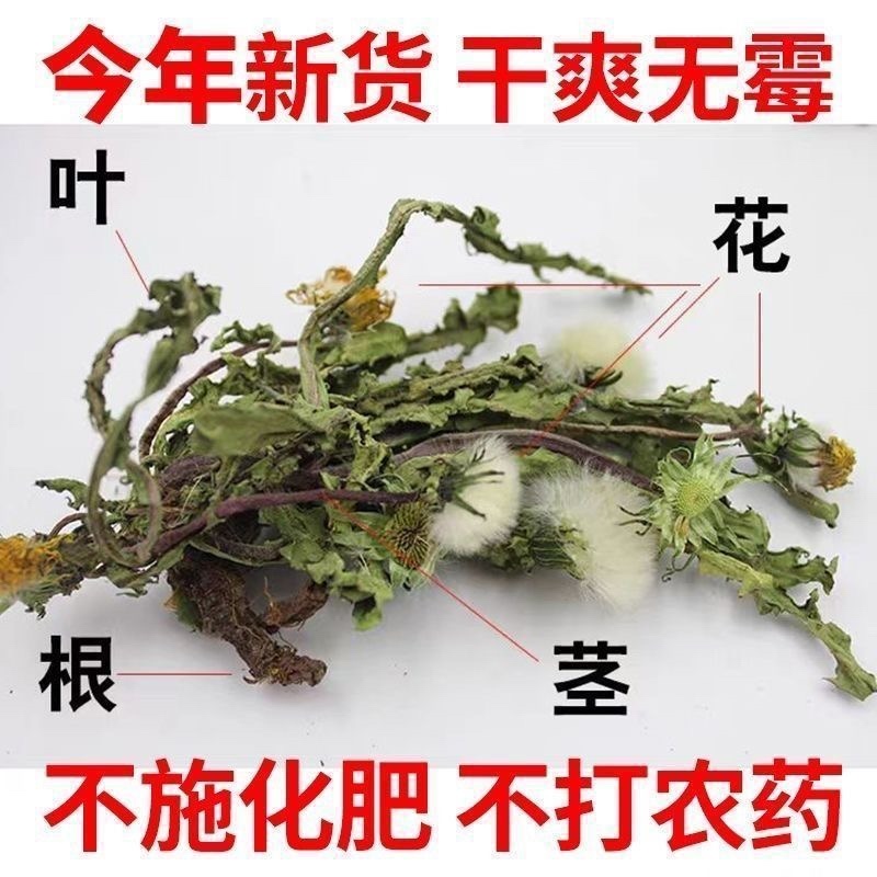 蒲公英中药材高品质正宗蒲公英保质保量