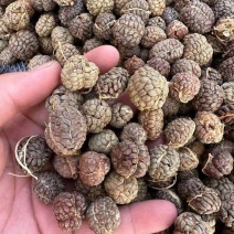 食用草蔻种子广假砂仁原种草扣山姜豆蔻草寇草蔻仁老蔻偶子