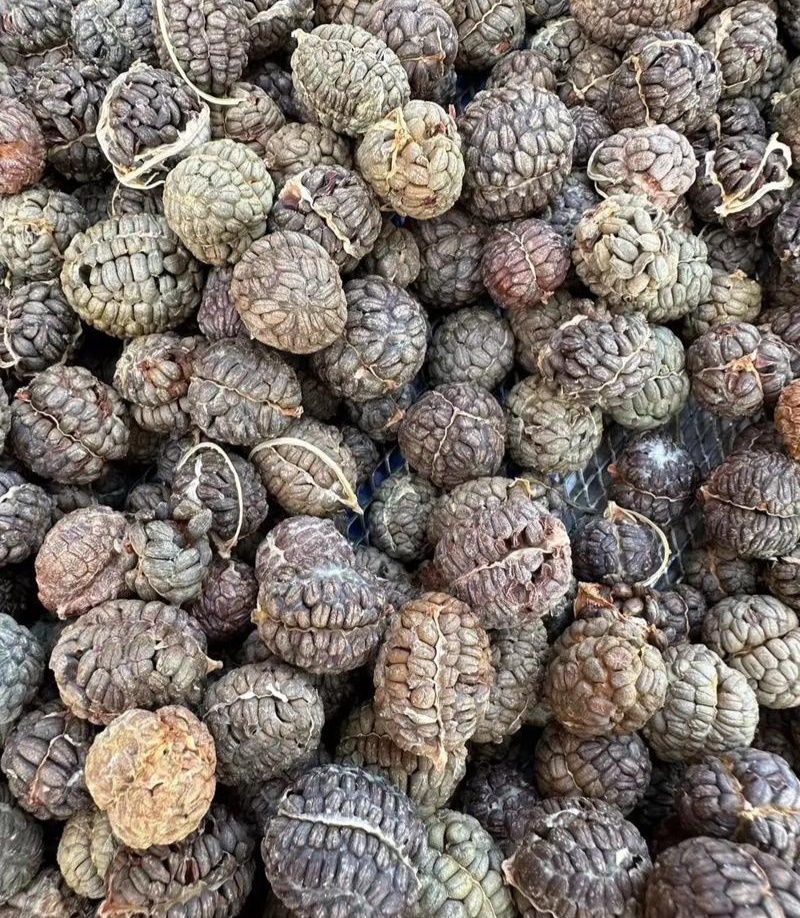 食用草蔻种子广假砂仁原种草扣山姜豆蔻草寇草蔻仁老蔻偶子