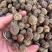 食用草蔻种子广假砂仁原种草扣山姜豆蔻草寇草蔻仁老蔻偶子