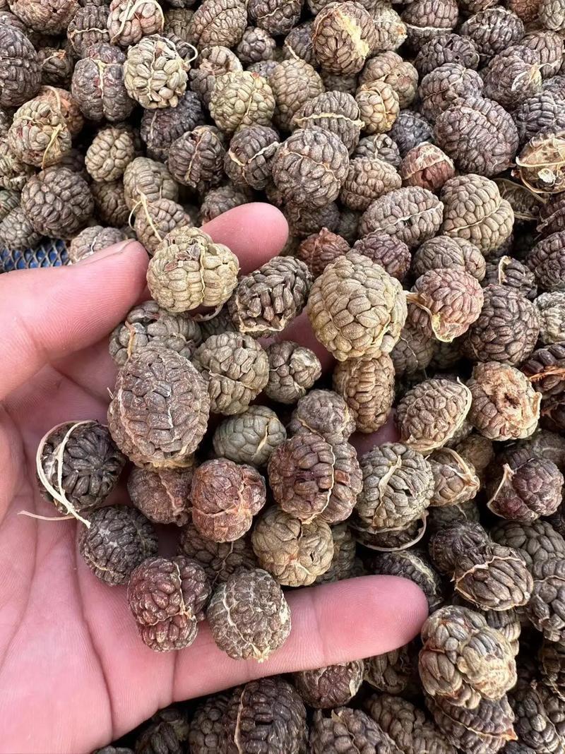 食用草蔻种子广假砂仁原种草扣山姜豆蔻草寇草蔻仁老蔻偶子
