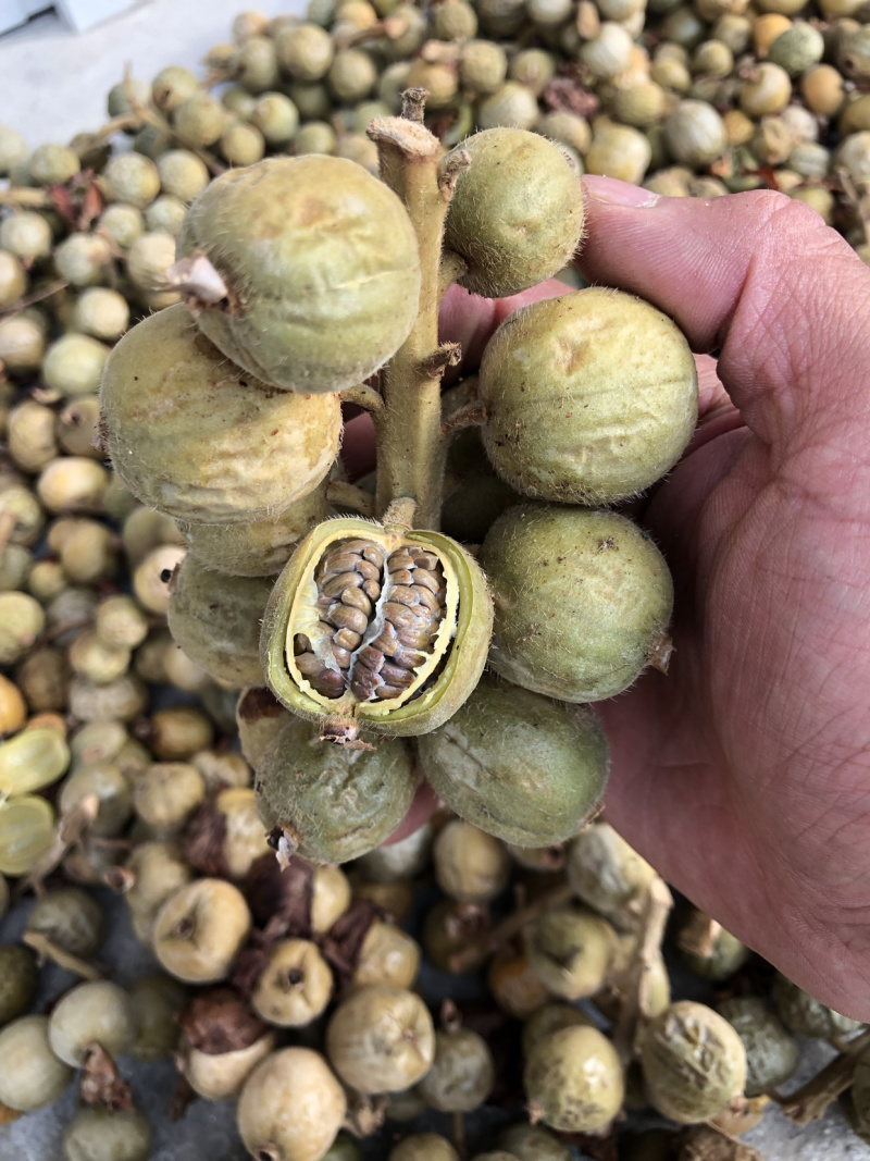 食用草蔻种子广假砂仁原种草扣山姜豆蔻草寇草蔻仁老蔻偶子