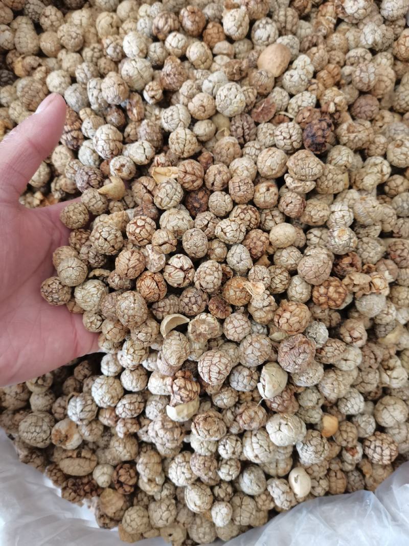 食用草蔻种子广假砂仁原种草扣山姜豆蔻草寇草蔻仁老蔻偶子