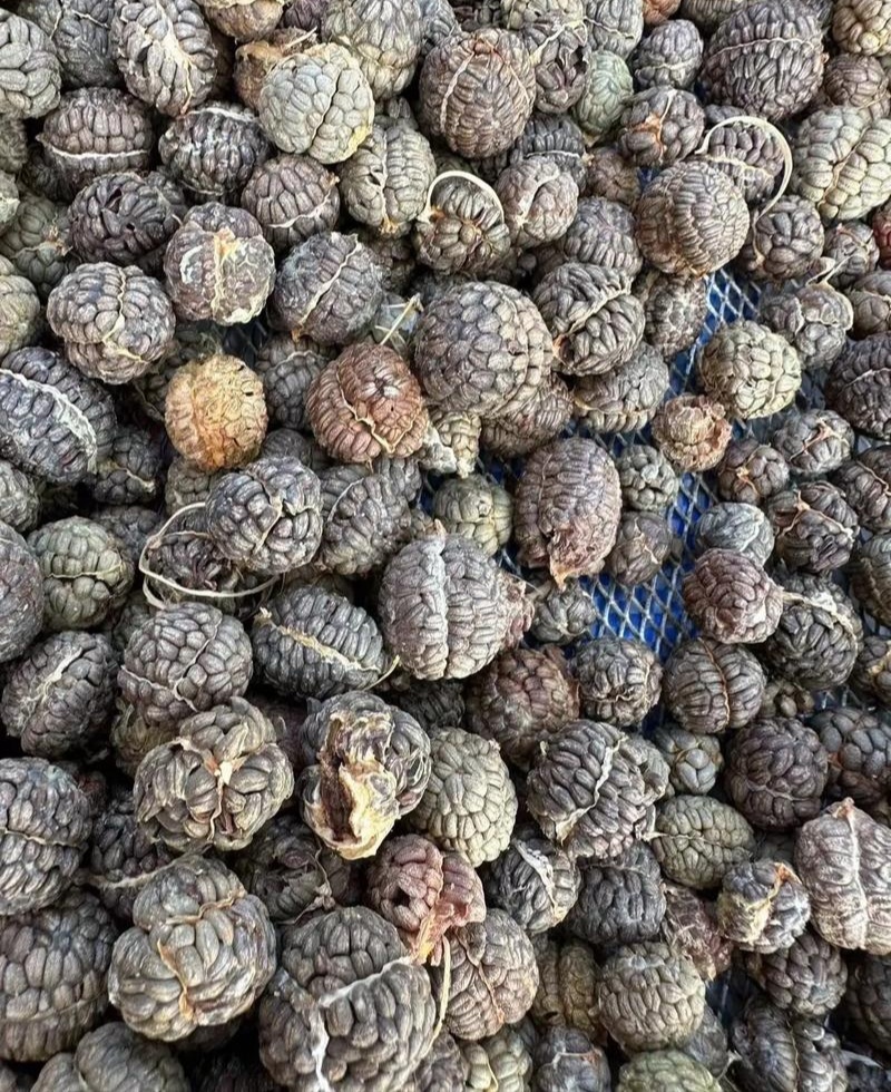 食用草蔻种子广假砂仁原种草扣山姜豆蔻草寇草蔻仁老蔻偶子
