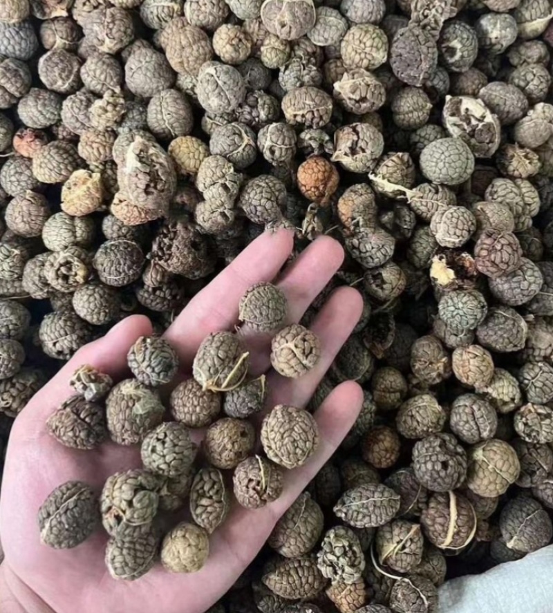 食用草蔻种子广假砂仁原种草扣山姜豆蔻草寇草蔻仁老蔻偶子