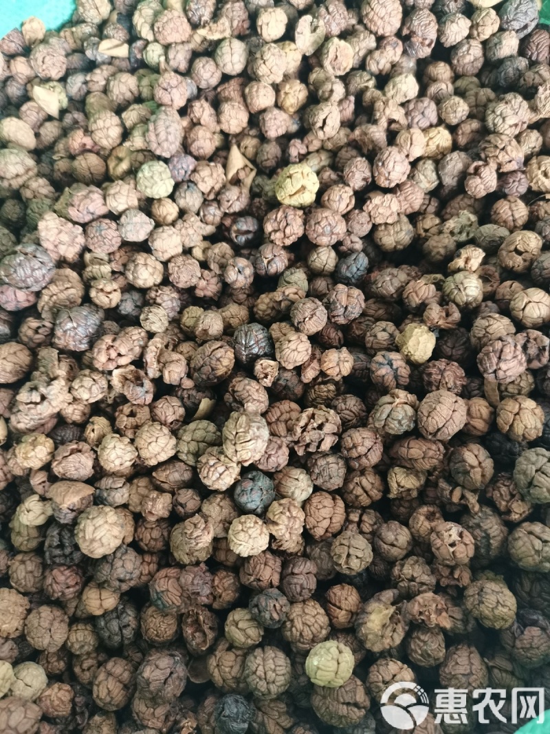 食用草蔻种子广假砂仁原种草扣山姜豆蔻草寇草蔻仁老蔻偶子