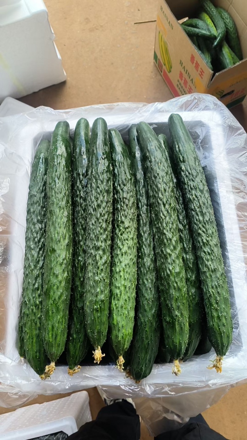 广东湛江精品油瓜，产地直供，全国可代发，欢迎资源