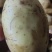 裂口土豆，小裂口，半斤起步，无烂薯价格合适，没吨900