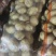 裂口土豆，小裂口，半斤起步，无烂薯价格合适，没吨900
