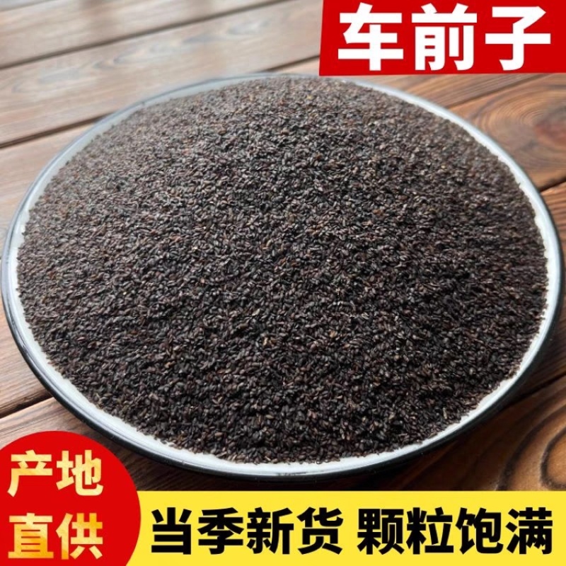 车前子中药材正宗车前子保证正品保质保量