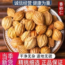 香砂中药材正宗香砂保证正品无硫无熏染无染色