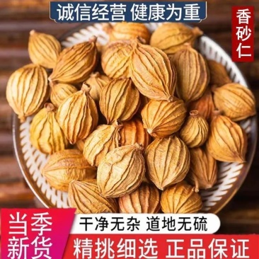 香砂中药材正宗香砂保证正品无硫无熏染无染色