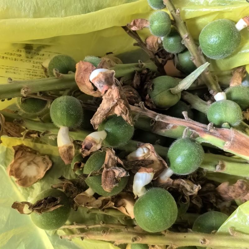 豆蔻种子草蔻种籽南姜良姜绿植果实入药室内阳台庭院好种批发
