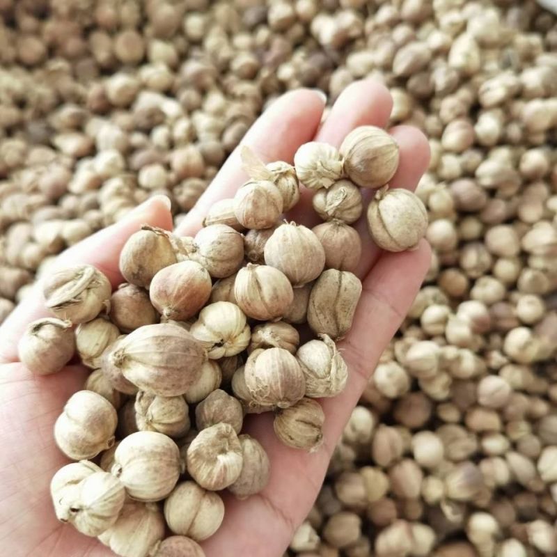 豆蔻种子草蔻种籽南姜良姜绿植果实入药室内阳台庭院好种批发