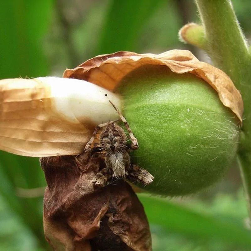 豆蔻种子草蔻种籽南姜良姜绿植果实入药室内阳台庭院好种批发