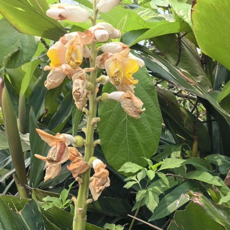 豆蔻种子草蔻种籽南姜良姜绿植果实入药室内阳台庭院好种批发