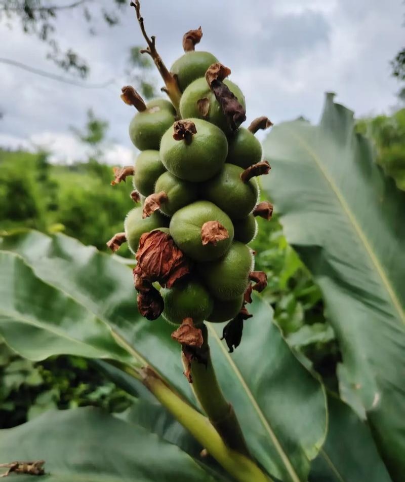 豆蔻种子草蔻种籽南姜良姜绿植果实入药室内阳台庭院好种批发