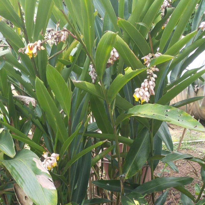 豆蔻种子草蔻种籽南姜良姜绿植果实入药室内阳台庭院好种批发