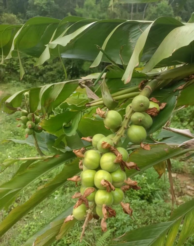 豆蔻种子草蔻种籽南姜良姜绿植果实入药室内阳台庭院好种批发