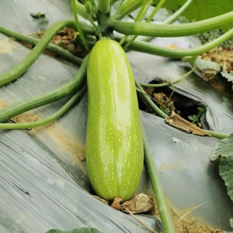 郑研玉如意西葫芦种子耐热早熟耐低温翠绿抗病油亮越冬蔬菜