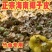 批发老椰子皮新鲜青椰子皮现剥皮青老椰皮老椰皮椰糠竹虫专用