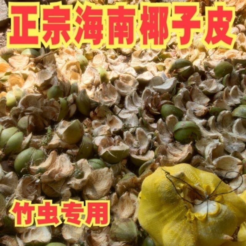 批发老椰子皮新鲜青椰子皮现剥皮青老椰皮老椰皮椰糠竹虫专用