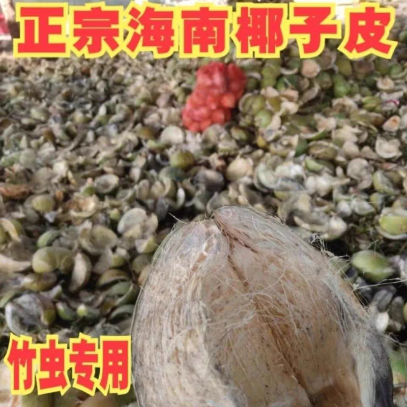 批发老椰子皮新鲜青椰子皮现剥皮青老椰皮老椰皮椰糠竹虫专用