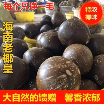 批发海南牛奶椰子椰皇椰王老椰子多汁椰奶冻椰子鸡汤煲汤包邮