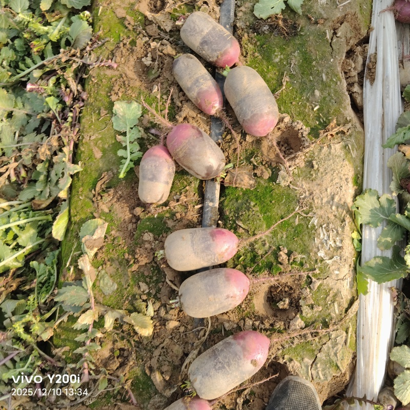 水果箩卜
