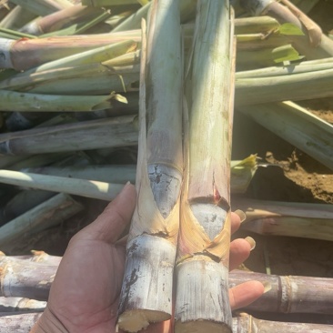 甘蔗种苗，黑皮甘蔗种苗，