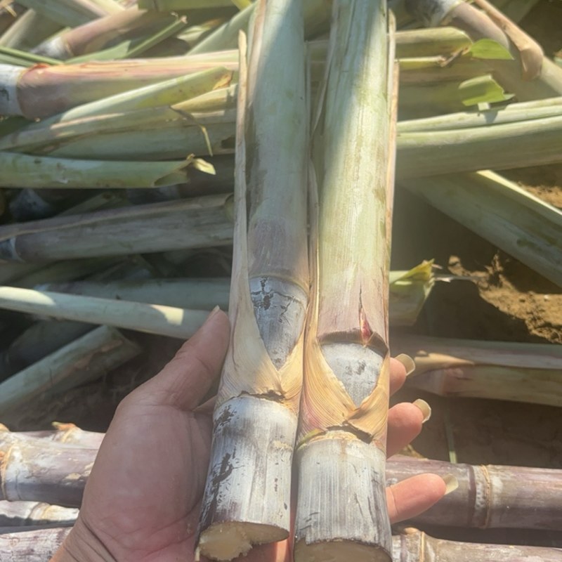 甘蔗种苗，黑皮甘蔗种苗，
