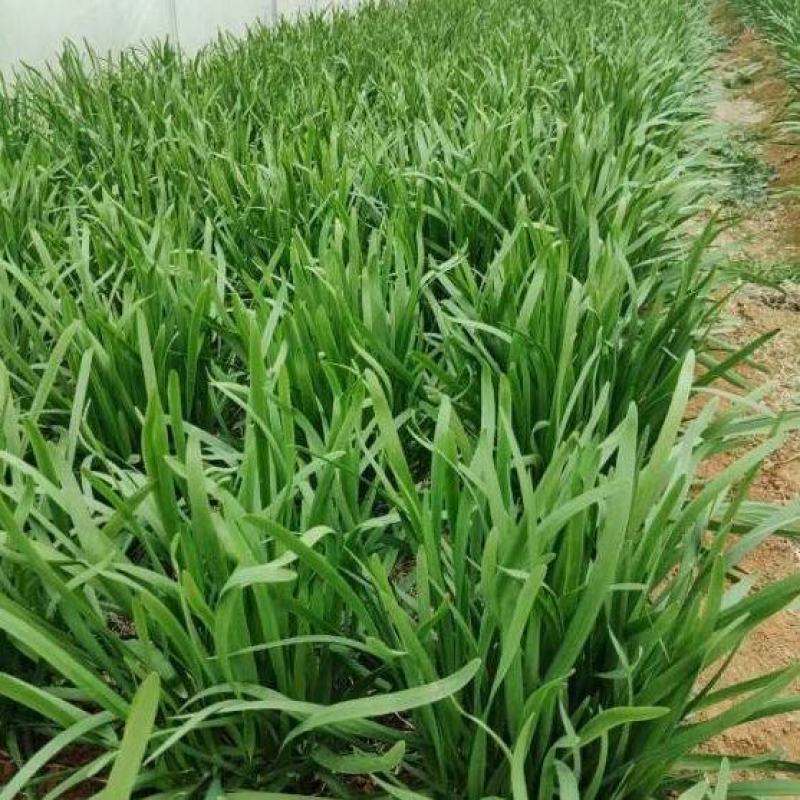 韭菜大量供应
